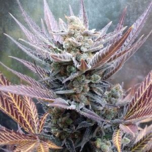 cherry cookies