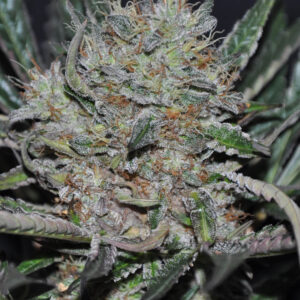 Sour Cookies
