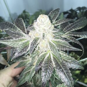 Blue Cookies