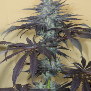 Bubba kush