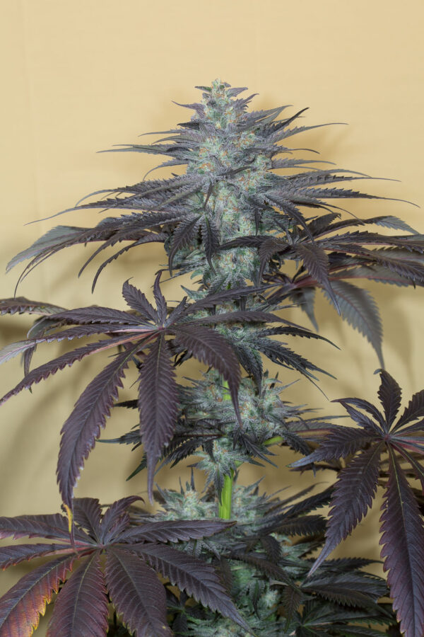 Bubba kush