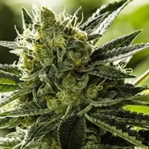 Goji OG