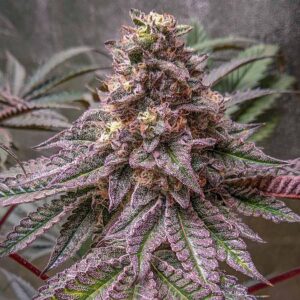 Lava Cake