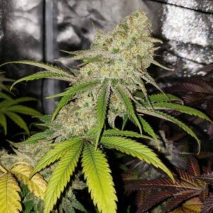 Purple Cookie