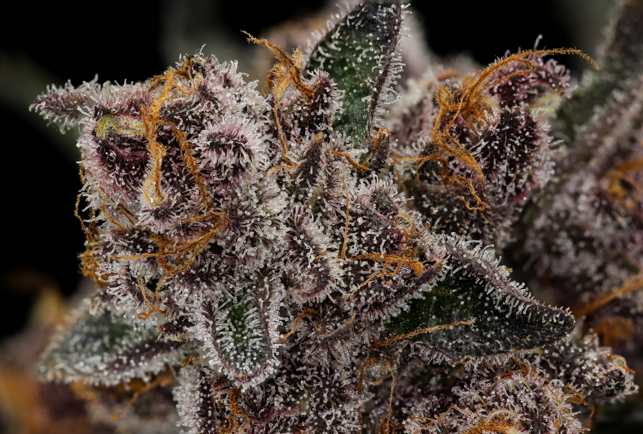 Tropicana Cherry