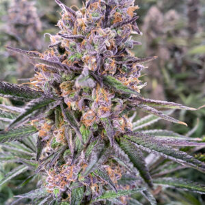Zkittlez