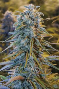 Blue Dream