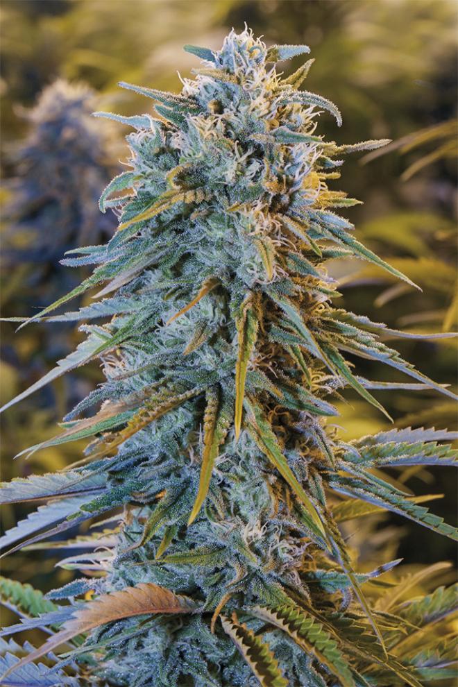 Blue Dream