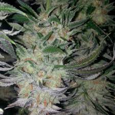 Blue Zkittles
