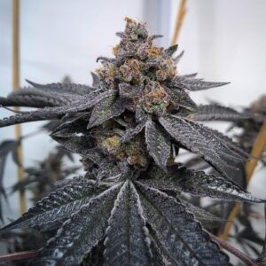 Dosidos