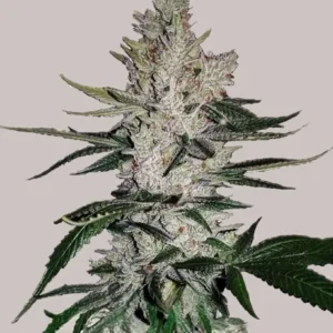 Gorilla Glue