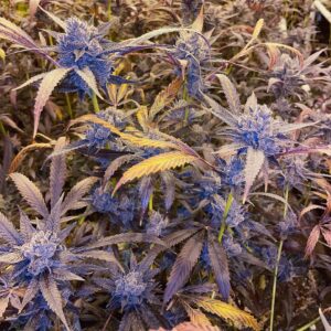 Lemon Cherry Gelato