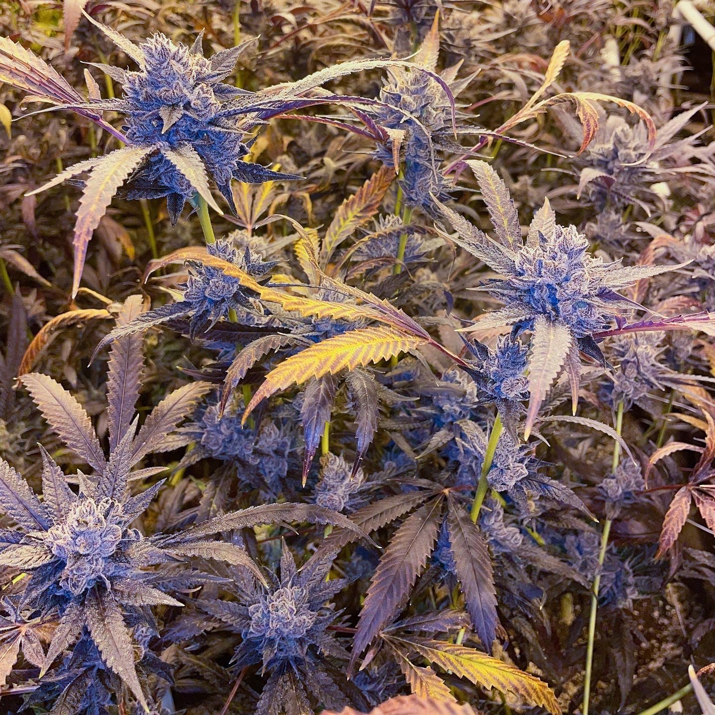 Lemon Cherry Gelato