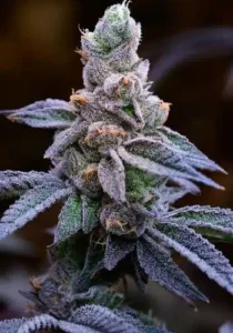 Blue Mimosa