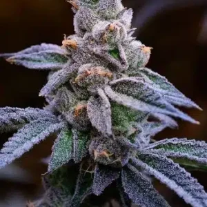 Mimosa