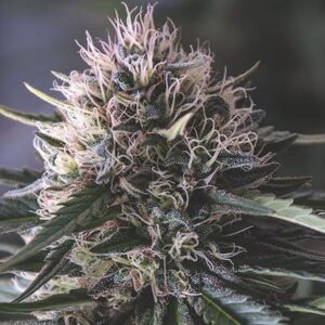 Presidential OG