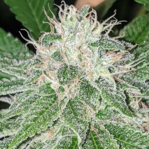 SFV OG