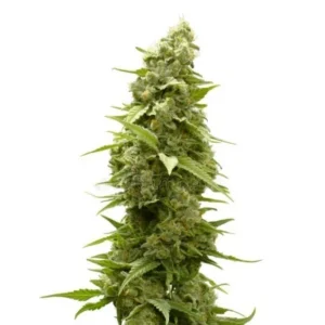 Satellite OG