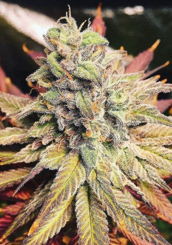 Sour Diesel