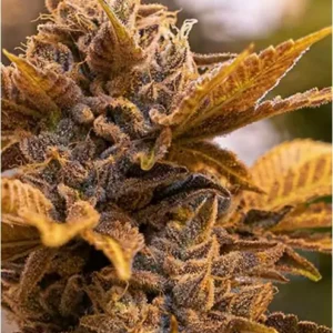 Blue Alien