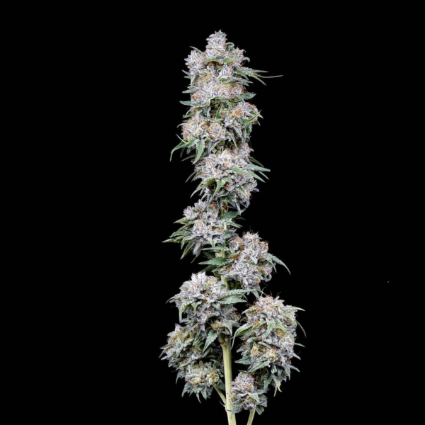 black cherry soda