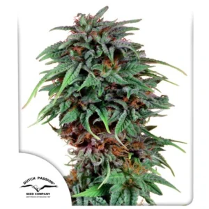 Durban Poison