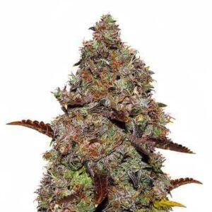 Gelato 41