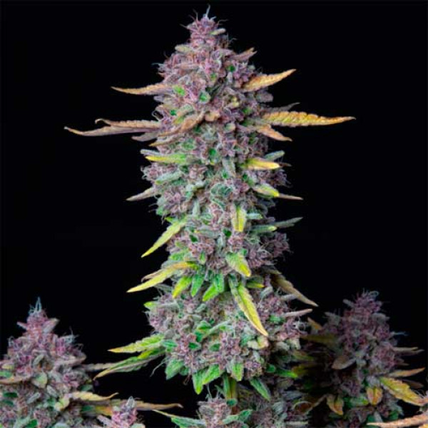 Purple Punch
