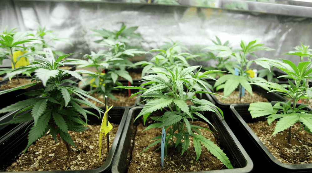 Buy Premium Marijuana Clones | The Clone Conservatory