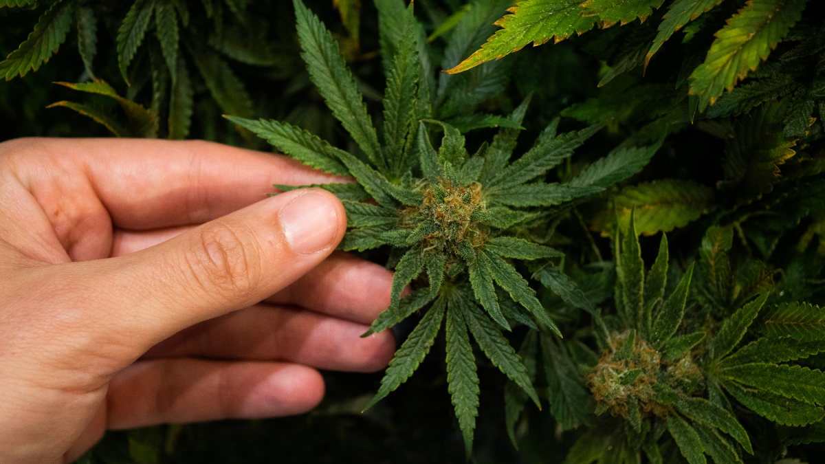 Cannabis Flowering Stages: A Week-by-Week Guide