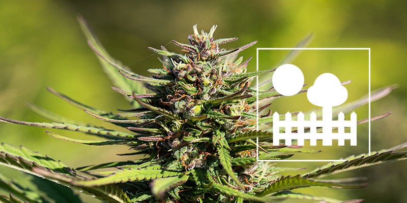 Cultivating Classics: Growing Old-School Cannabis Strains in Your Garden