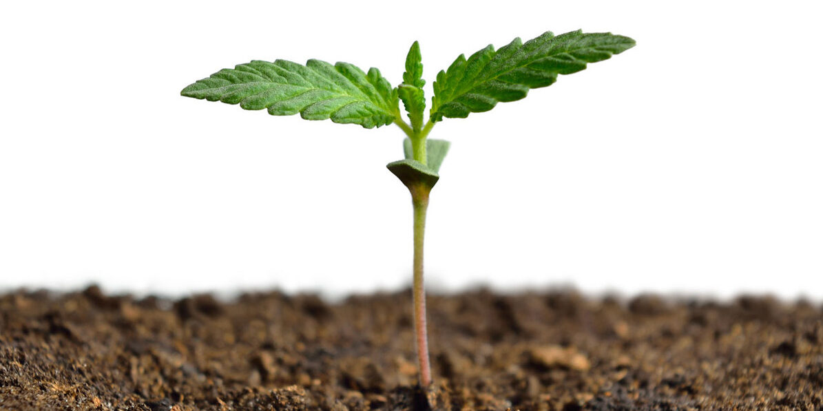 Exploring the Therapeutic Potential: Medical Marijuana Seeds for Sale