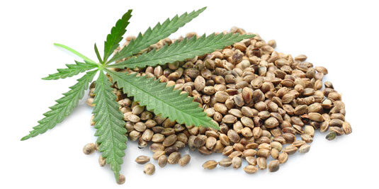 Why To Check Law Restrictions Before Buying Marijuana-Seeds?