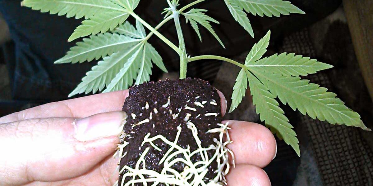 Find The Best Marijuana Clones & Seeds at The Clone Conservatory