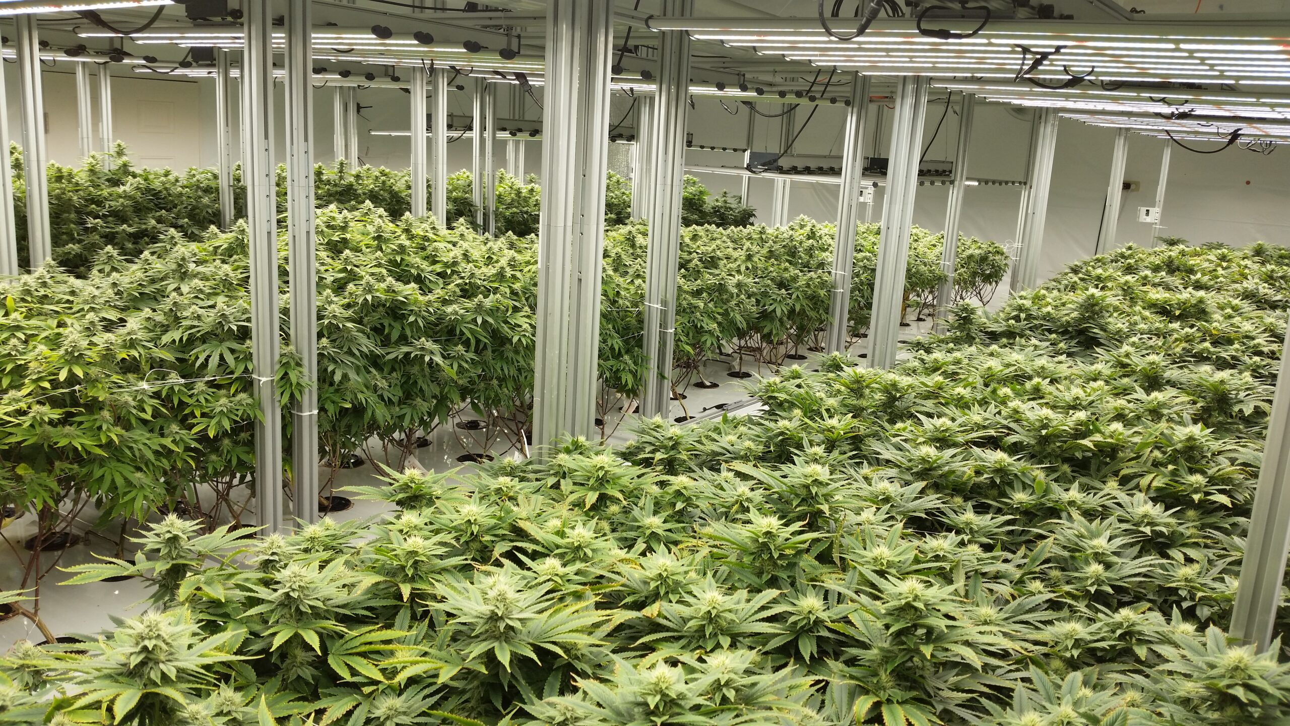 Why Cannabis Nurseries Are The Backbone Of Legal Cannabis Industries?