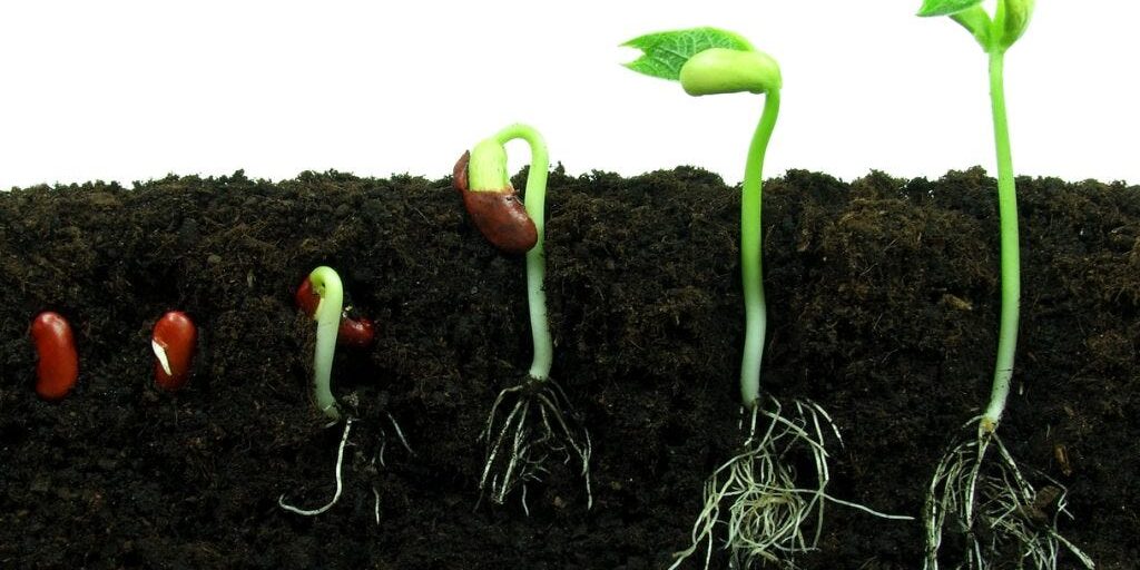 Embark on a Wonderful Cultivation Journey with Top Quality Marijuana Seeds