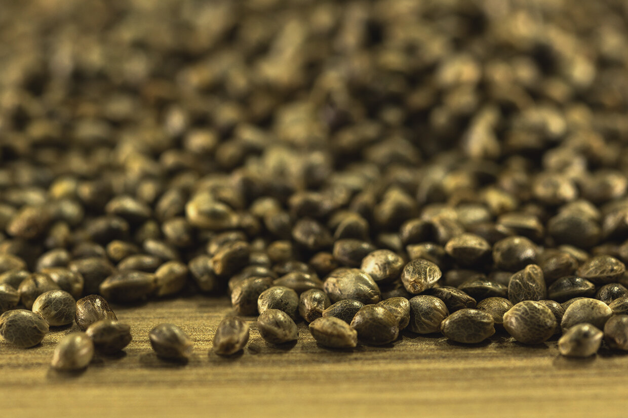 Looking to Buy The Best Marijuana Seeds? Visit The Clone Conservatory