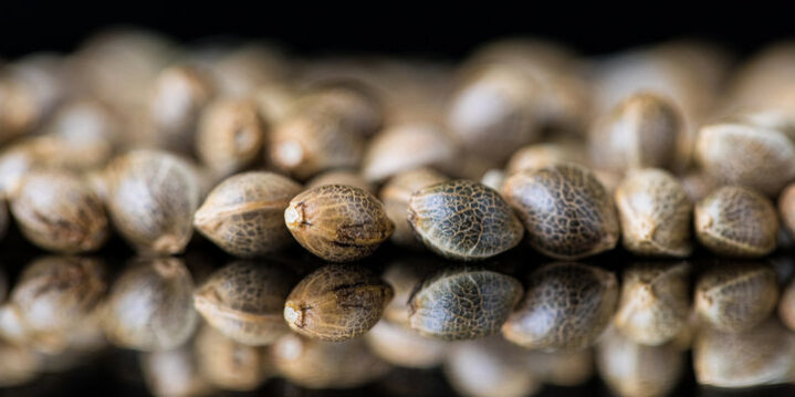 Buy Top Quality Marijuana Seeds from The Clone Conservatory for a Satisfying Grow