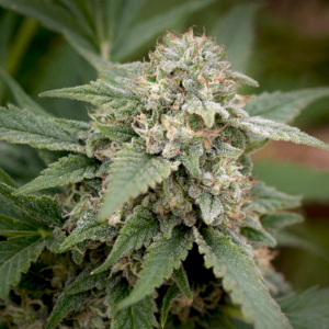 Afghan #1