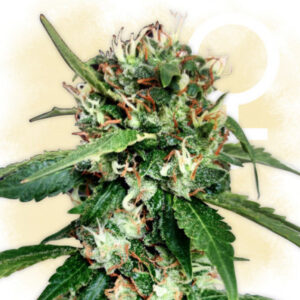 Blue Dream