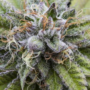Bubba kush