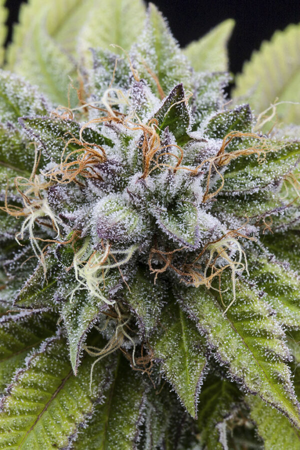 Bubba kush