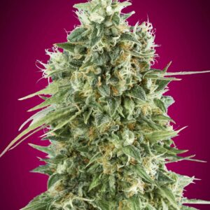 Bubble Gum