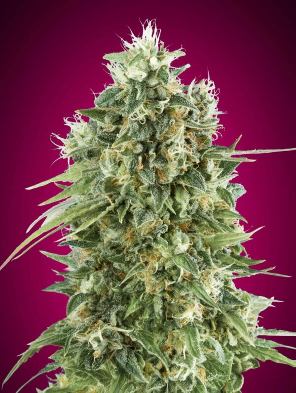 Bubble Gum