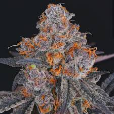 Cherry Cookies Seeds
