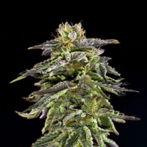 Cherry Pie