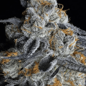 Crystal Gelato