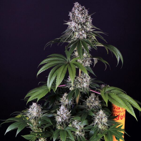 Guerilla Zkittlez