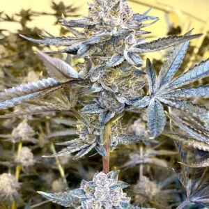 Jealousy Seeds