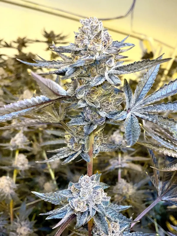 Jealousy Seeds